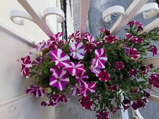 Pensjonat Hotel Casa Amarela Coimbra